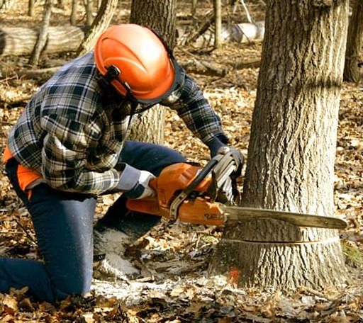Tree Removal in Yosemite National Park, CA
